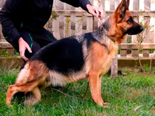 Jaynie de Monte Yulex Criador de pastores alemanes en España